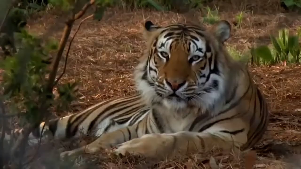 What LSU students think about having Mike VII in Tiger Stadium