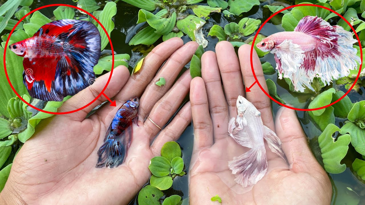 Unexpected Any Betta Fish Had Found From Rice Field Like Gold Cooper, Black Star, Avatar, Nemo Deep