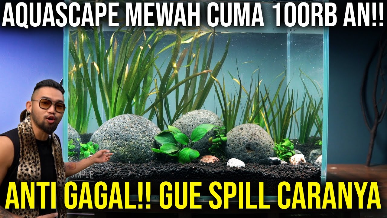 AQUASCAPE MEWAH CUMA 100RB AN ANTI GAGAL!! GUE SPILL CA… — Transcript