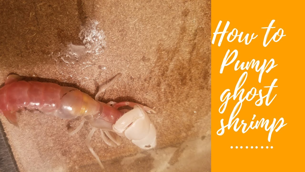 How to Catch Ghost Shrimp for Bait YouTube