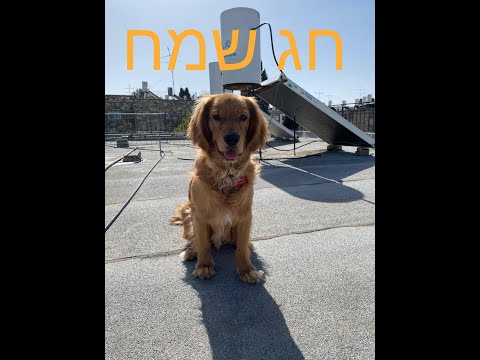 הוספת כיתוב לתמונה בוואטסאטפ באייפון