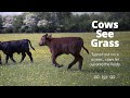 Cows Jumping into Open Fields | British Farming