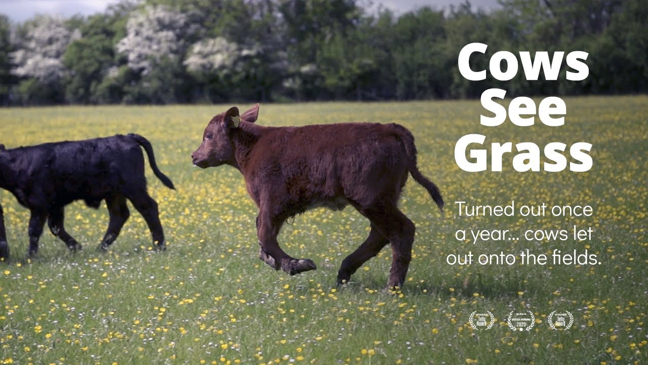 Cows Jumping into Open Fields | British Farming