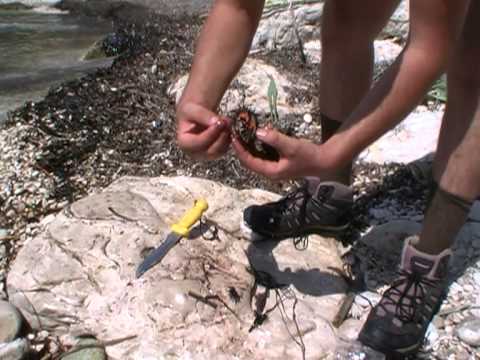 Video: Kako se kreće morski jež?
