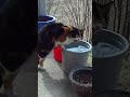 The small cat that likes to drink from big things