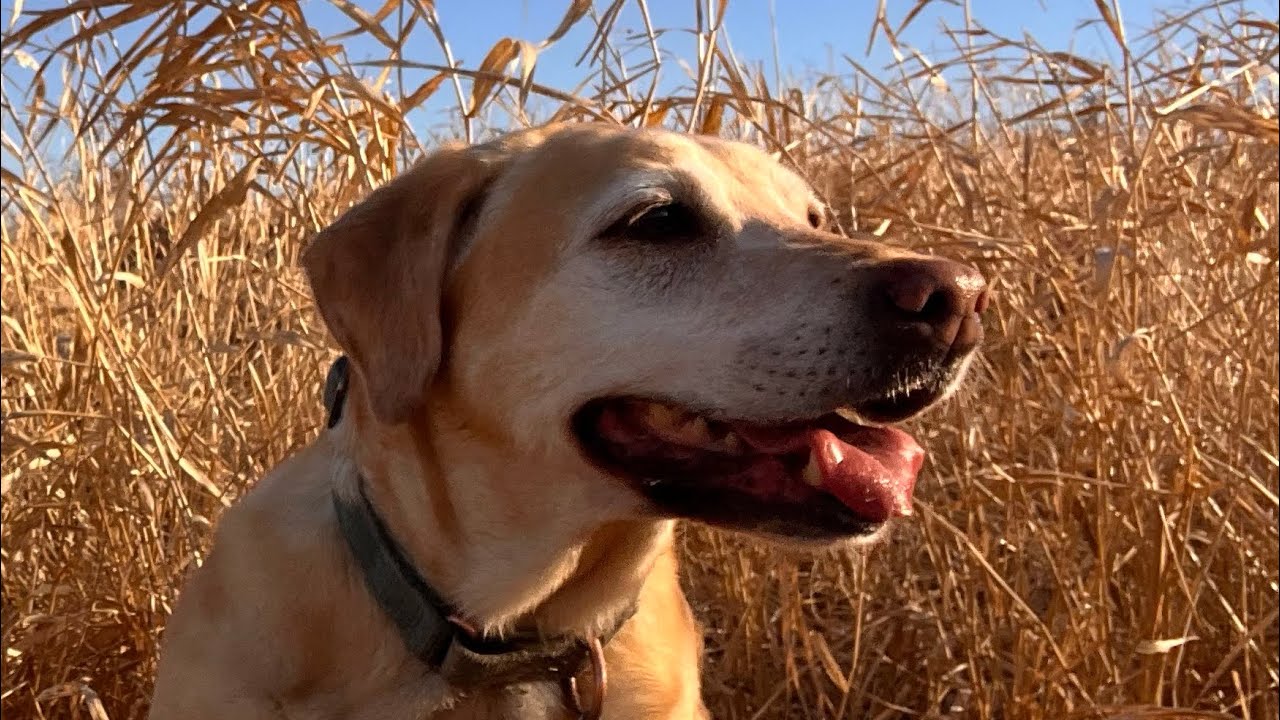 Sage в ПОСЛЕДНИЙ ДЕНЬ сезона 25/26 - 31.01.2026