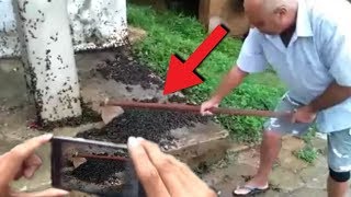 Direkam Dari Dekat!! Warga Ketakutan! Saat Lihat Ribuan Makhluk Hitam ini Muncul!! Perhatikan!!