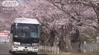 帰還困難区域の桜並木を限定バス見学　福島・富岡町(19/04/06)