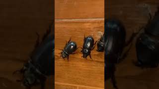 Beetles