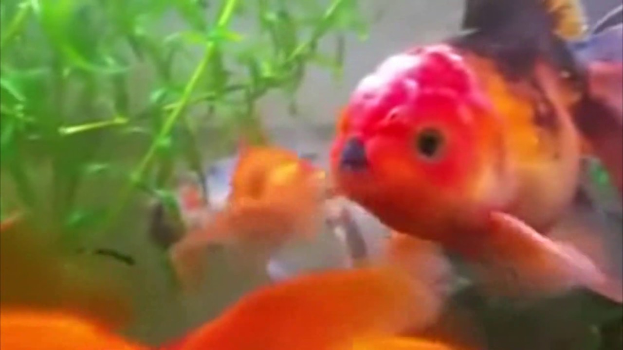 Mussolini Invita A Un Amiguito | Las Aventuras De Mussolini