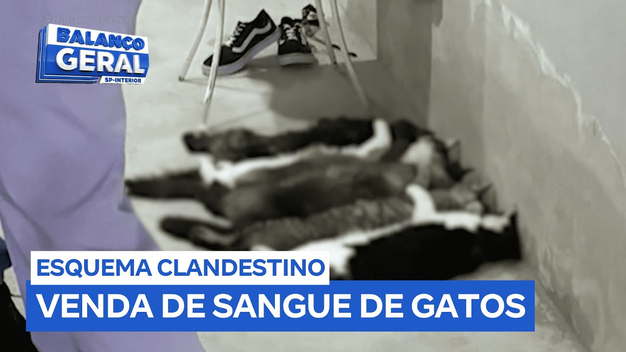 Três pessoas são presas por suspeita de compra e venda clandestina de sangue de gato