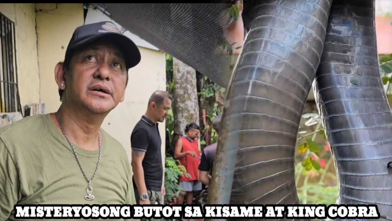 KING COBRA SUMALAKAY INABUTAN NG GUARDYA #COBRAPRINCE 