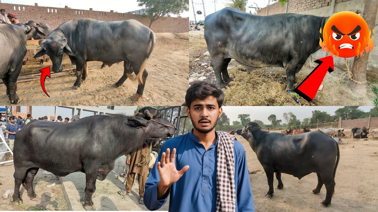 Katta Mandi Lahore: The Price of a Dream - 2025