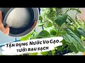 Using Rice water for plants | Tận dụng Nước Vo Gạo tưới rau sạch