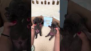 Frenchies babies GROWTH STAGES from 1 to 20 days! #shorts  #puppygrowth