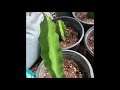 How to Propagate Dragon Fruits From Cuttings