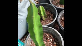 How to Propagate Dragon Fruits From Cuttings