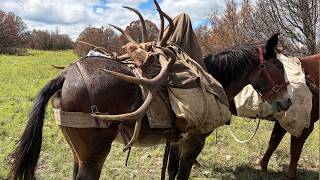 Packing Elk