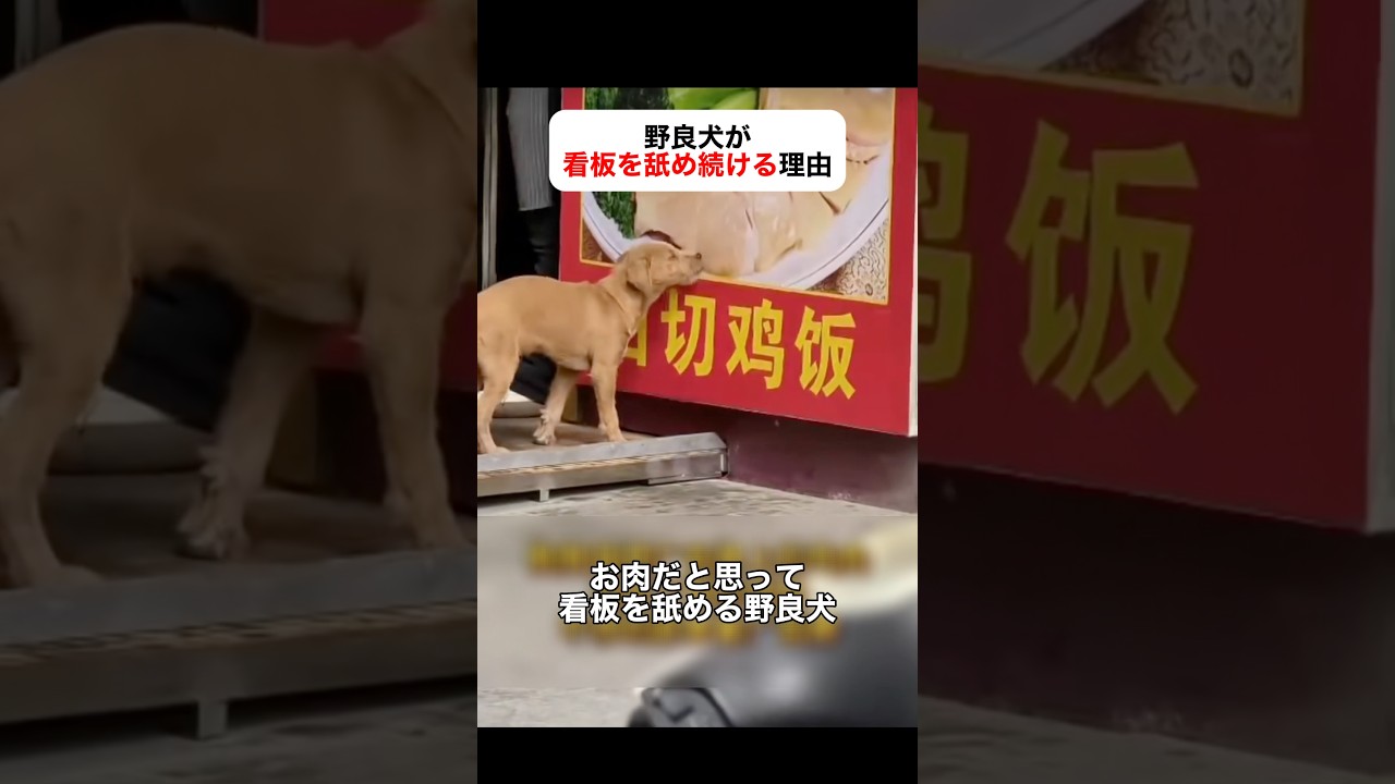 「お肉に見えるのに味がしない...」