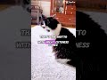 To be a cat! #cats #shorts #catshorts #cat #catvideos