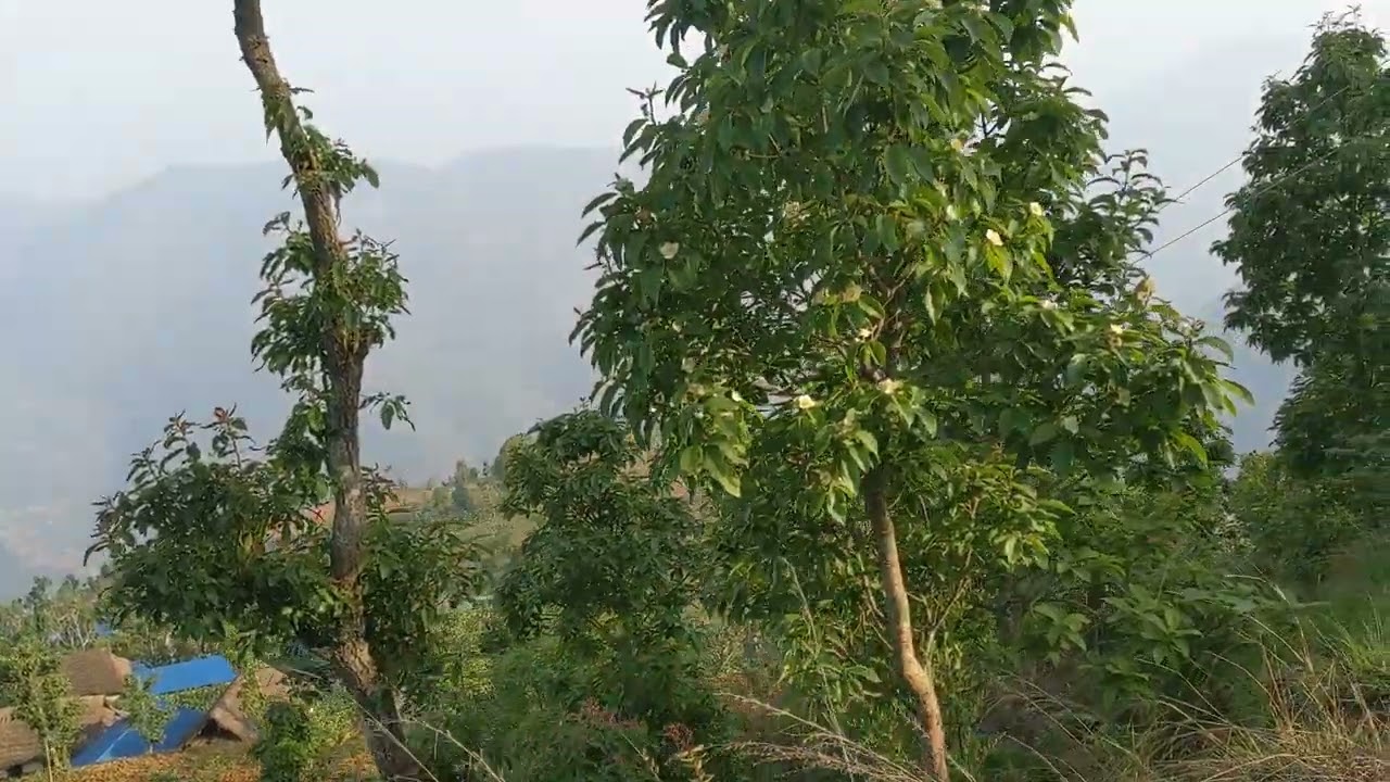 Hamro Moli Rampur okhalghunga