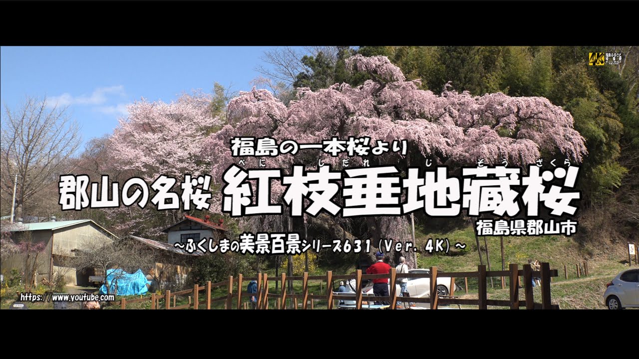 福島の花めぐりより ｖｅｒ 4ｋ ふじ満開 花と歴史の郷 蛇の鼻 Youtube