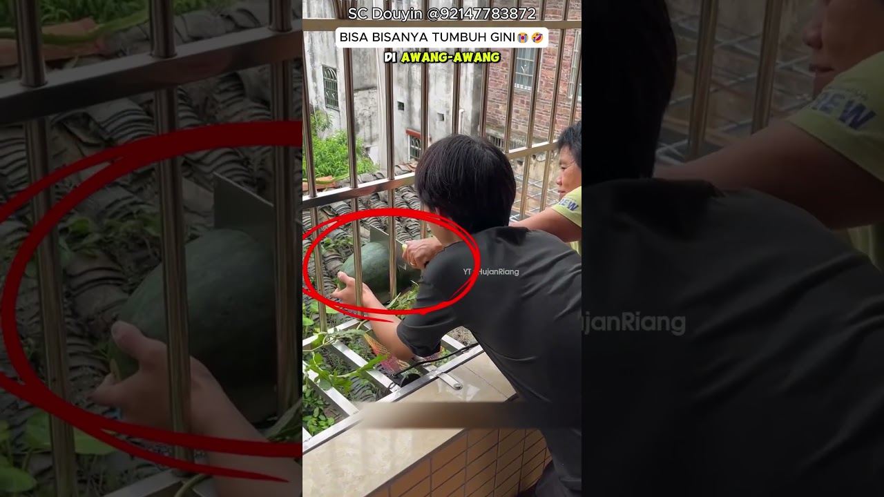 Bisa bisanya tumbuh begini #shorts #viral #ngakak #ngakakkocak #lucu #lucuabis #virall #fyp #fypp Bisa bisanya tumbuh begini #shorts #viral #ngakak #ngakakkocak #lucu #lucuabis #virall #fyp #fypp