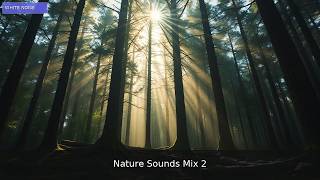 π² Tranquil Harmony | 1 Hour Forest Meditation Mix