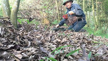 Bẫy Gà Rừng Mới Nhất / Săn Bắt Mình Tôi TV