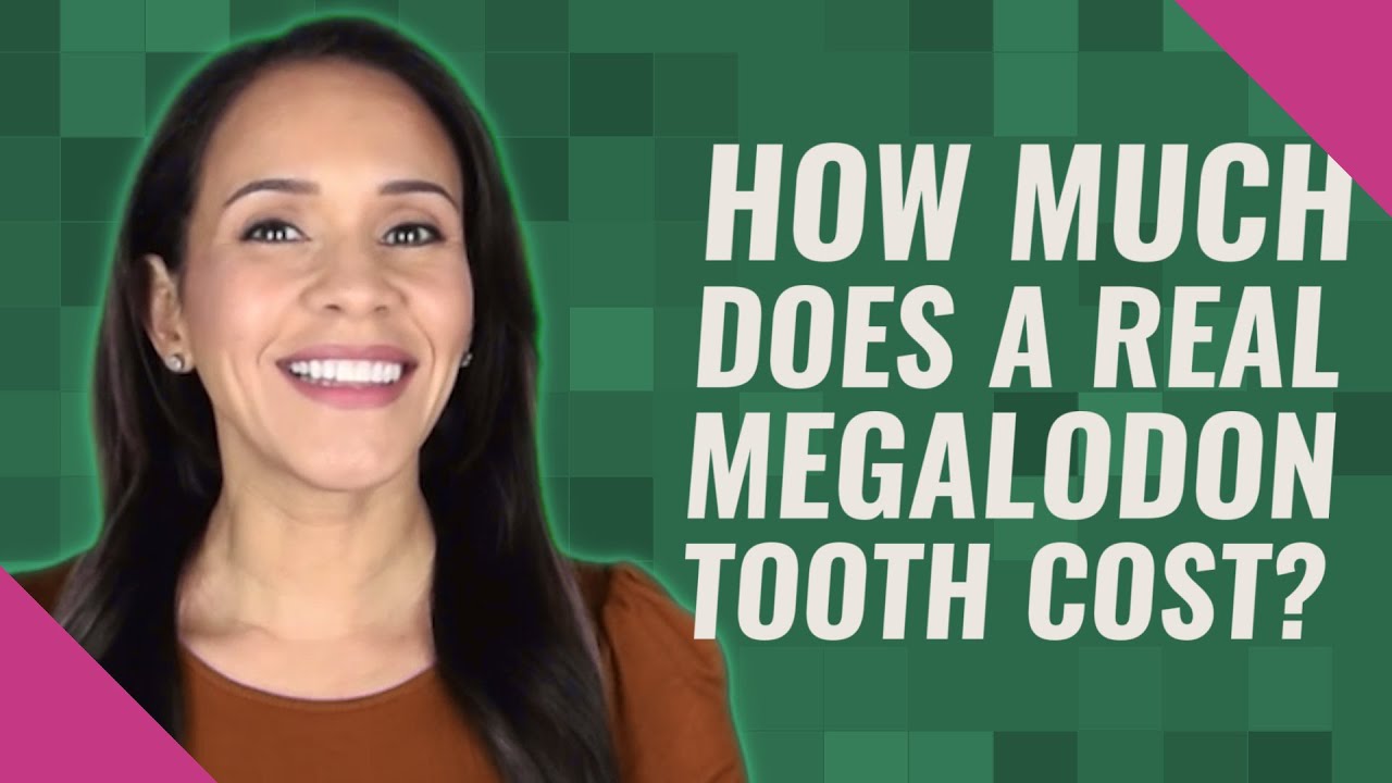 How Much Does A Real Megalodon Tooth Cost?