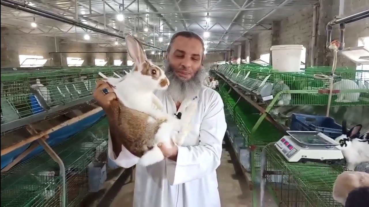 ارانب الخير الفطام والكوكسيديا والكلوسترديا،،،28