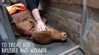 Buddy's Story