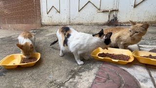 Playing with the cute calico cat and her friend coming to eat together.