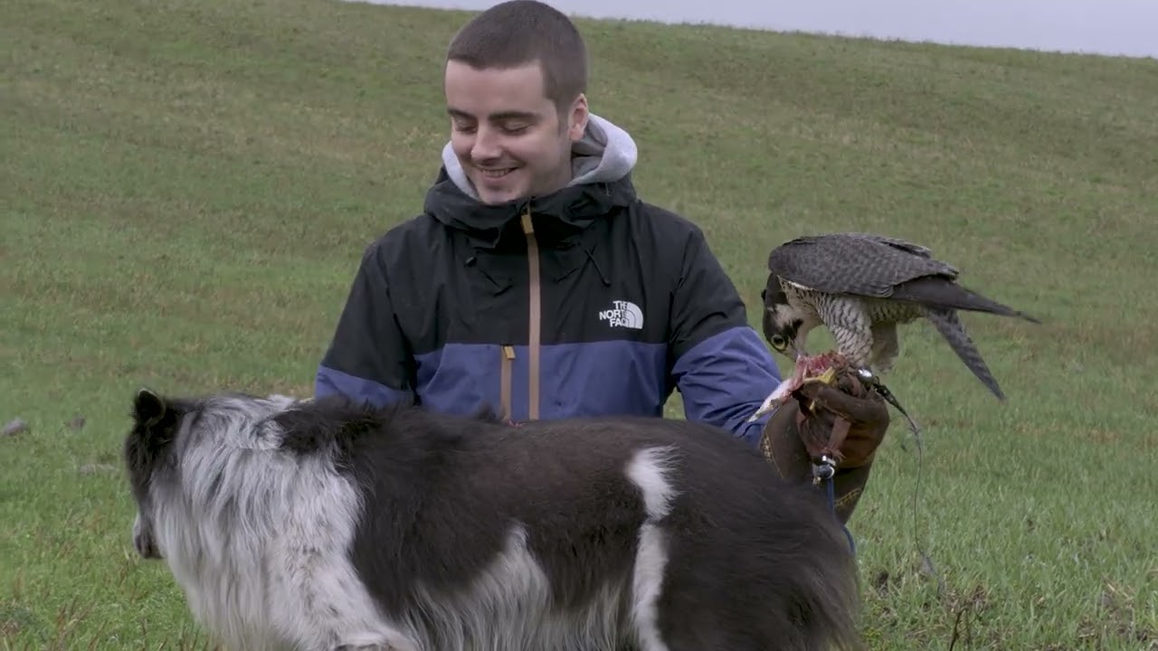 Falconry with the Peregrine, crow hawking 2025A
