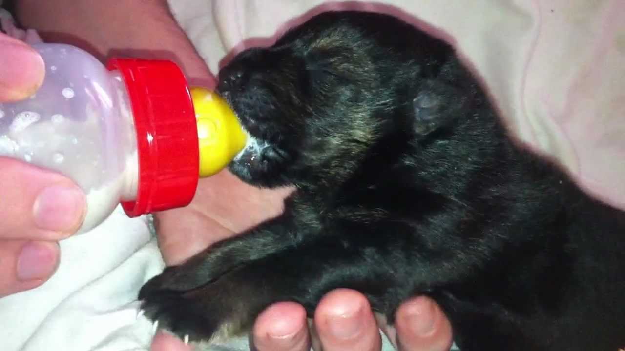 Darko con 13 días de vida, biberón de buenos días!