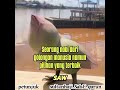 Orang yang bersyukur #ruz #short#quranpetunjuk