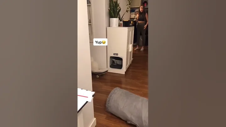 Video 5160001: norwegian forest cat rare, laugh norwegian forest cat, sound forest cat, forest cat dog, forest cat funny, cute cats smiling, cat cute love