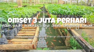 Download Lagu OMSET JUTAAN PERHARI jual bibit tanaman belum termasuk hasil dari budidaya ikan nila MP3