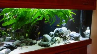 Система фильтрации в моем аквариуме. Малавийские цихлиды 540л.