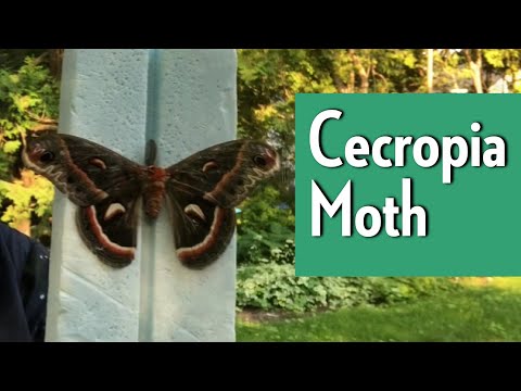 Video: Er cecropia-møll sjelden?