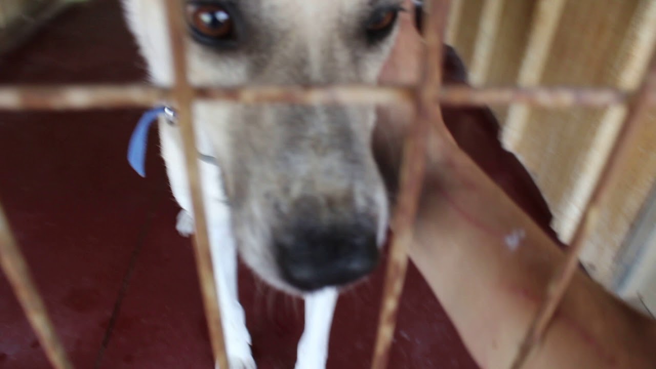 ‫אי אפשר להפסיק את הבכי‬‎ - YouTube תנו לחיות