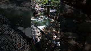Get Up Close with River Otters: A Zoo America Adventure!