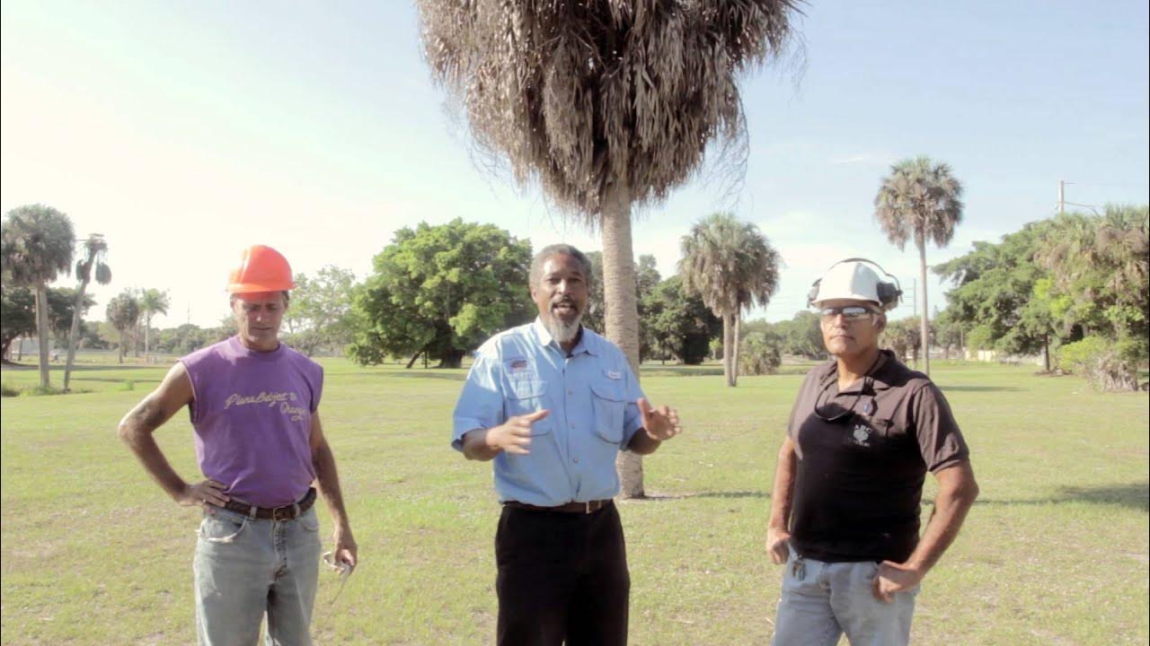 How to Prune a Cabbage Palm YouTube