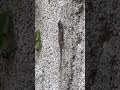 Lagarto, buscando su habitab #corredora@correcamino