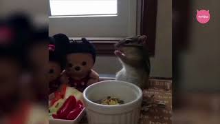 Mnautv Czech Republic. Funny Animals. 12.11.2017