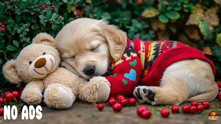 The Best 12 HOURS of Dog Separation Anxiety Music 🐶 Dog Music, Deep Sleep & Stress Relief for Dogs