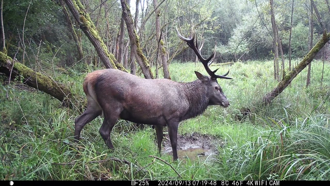 Rykowisko 2024 , Małopolska .