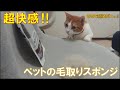 【超便利】犬猫飼い主さん必見‼ニトリの『ペットの毛取りスポンジ』が有能すぎる！