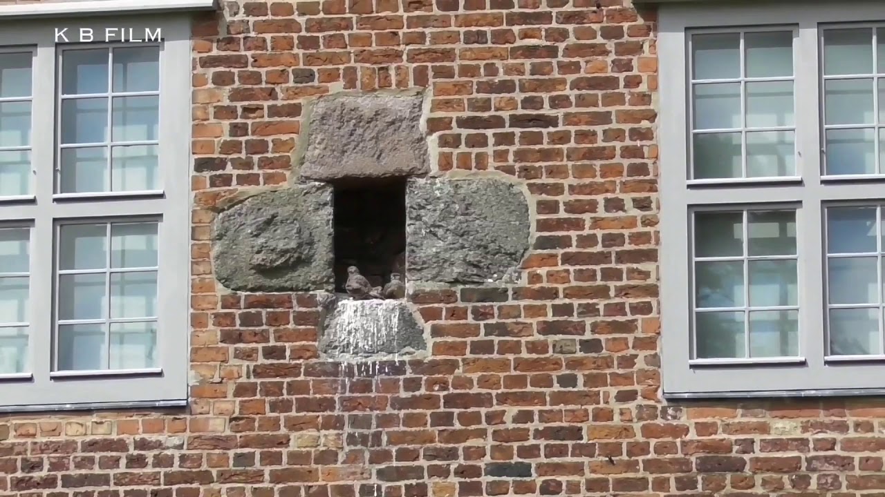 tårnfalke med unger ved Sønderborg slot