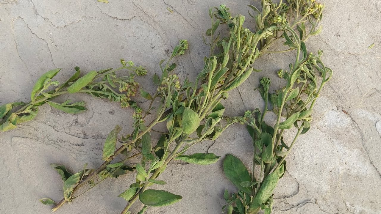 बांसुरी के पौधे द्वारा 5 मिनट में अदृश्य शक्तिप्राप्त करें जो चाहे वहकार्य करवाओ